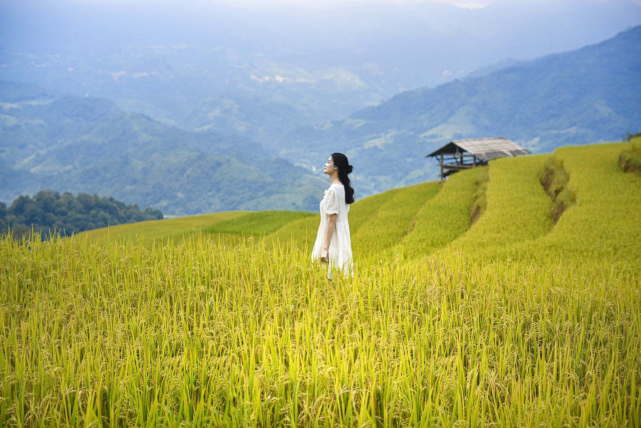 vietnam, lua, rice